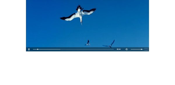 youtube html5 video player not working youtube html5 video player not working